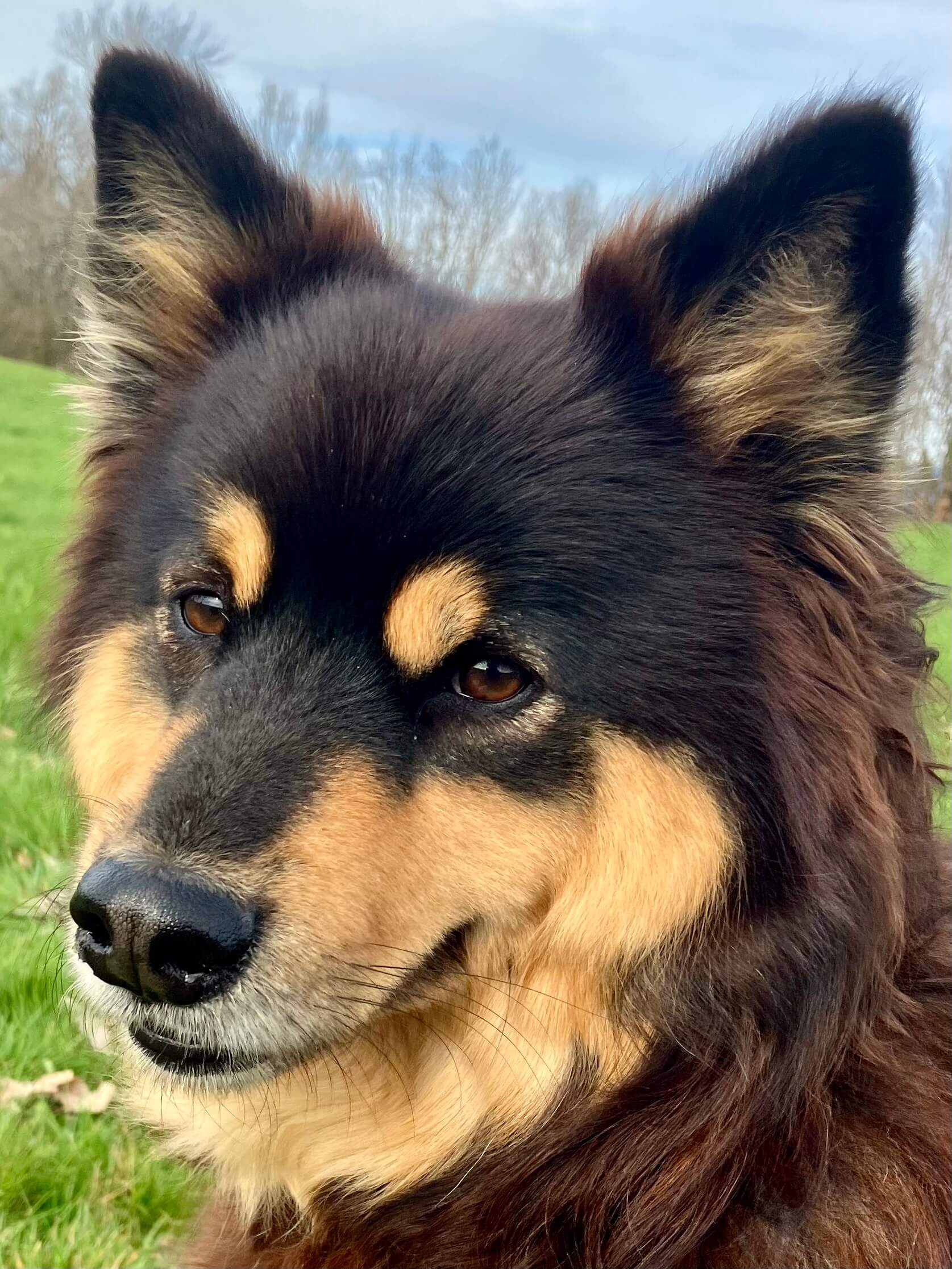 Romy, chien médiateur